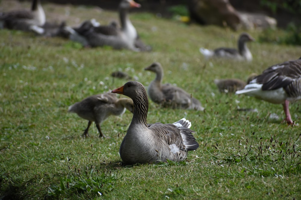 a flock of ducks standing on top of a lush green field