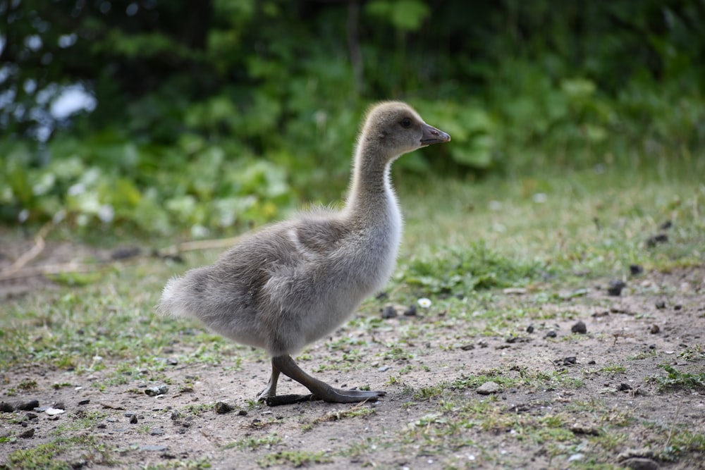 Un petit oiseau marchant dans un champ couvert d’herbe