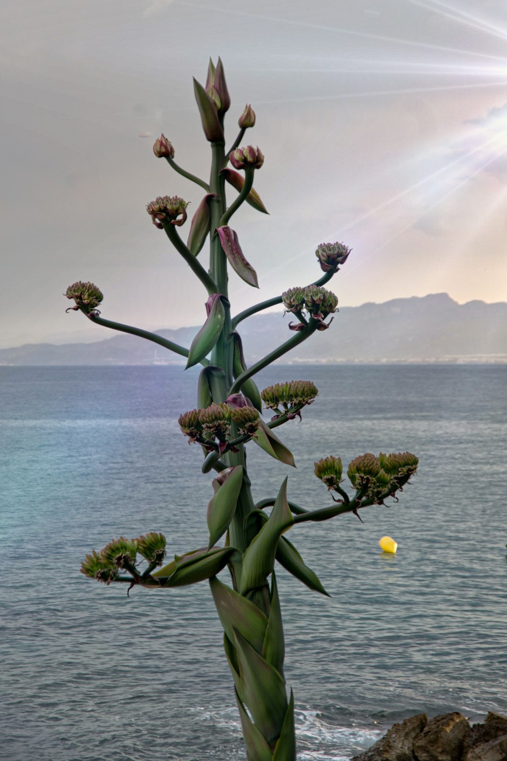 a tall plant with lots of flowers near the ocean