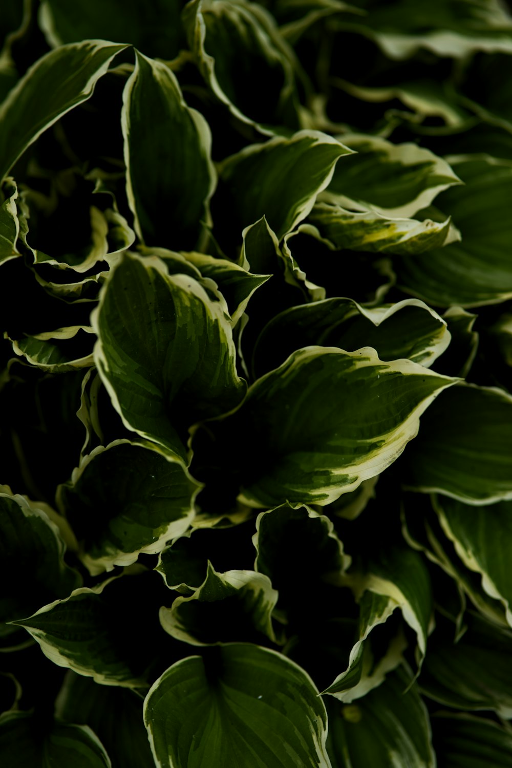 a close up of a plant with green leaves