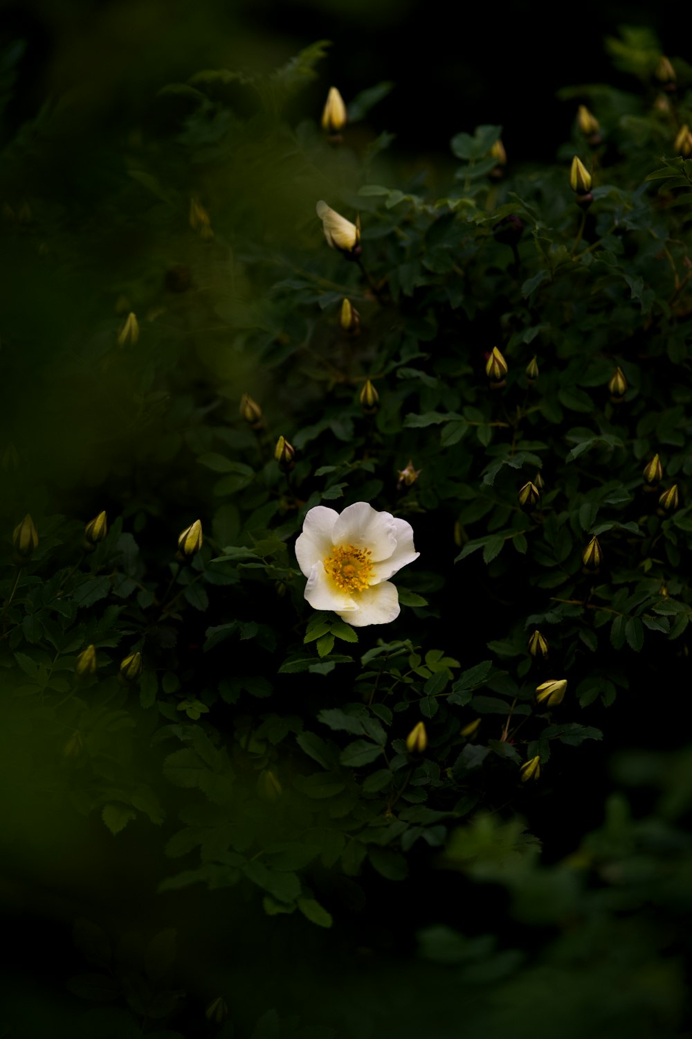 緑の葉に囲まれた白と黄色の花