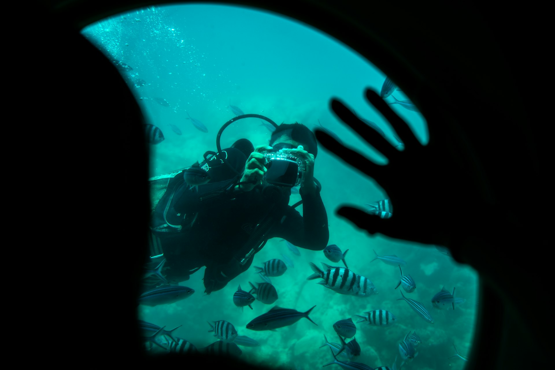 a person diving in the ocean with a lot of fish