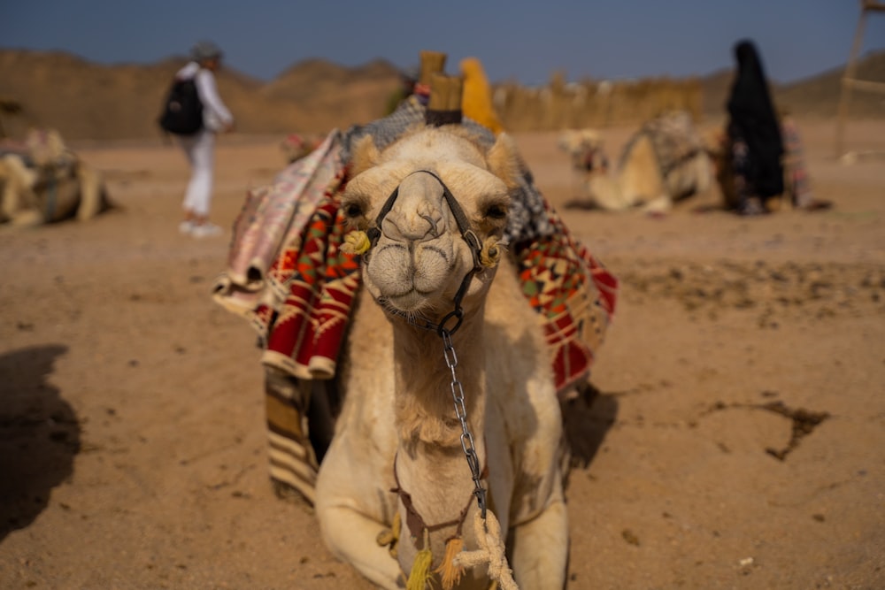 a camel sitting in the middle of a desert