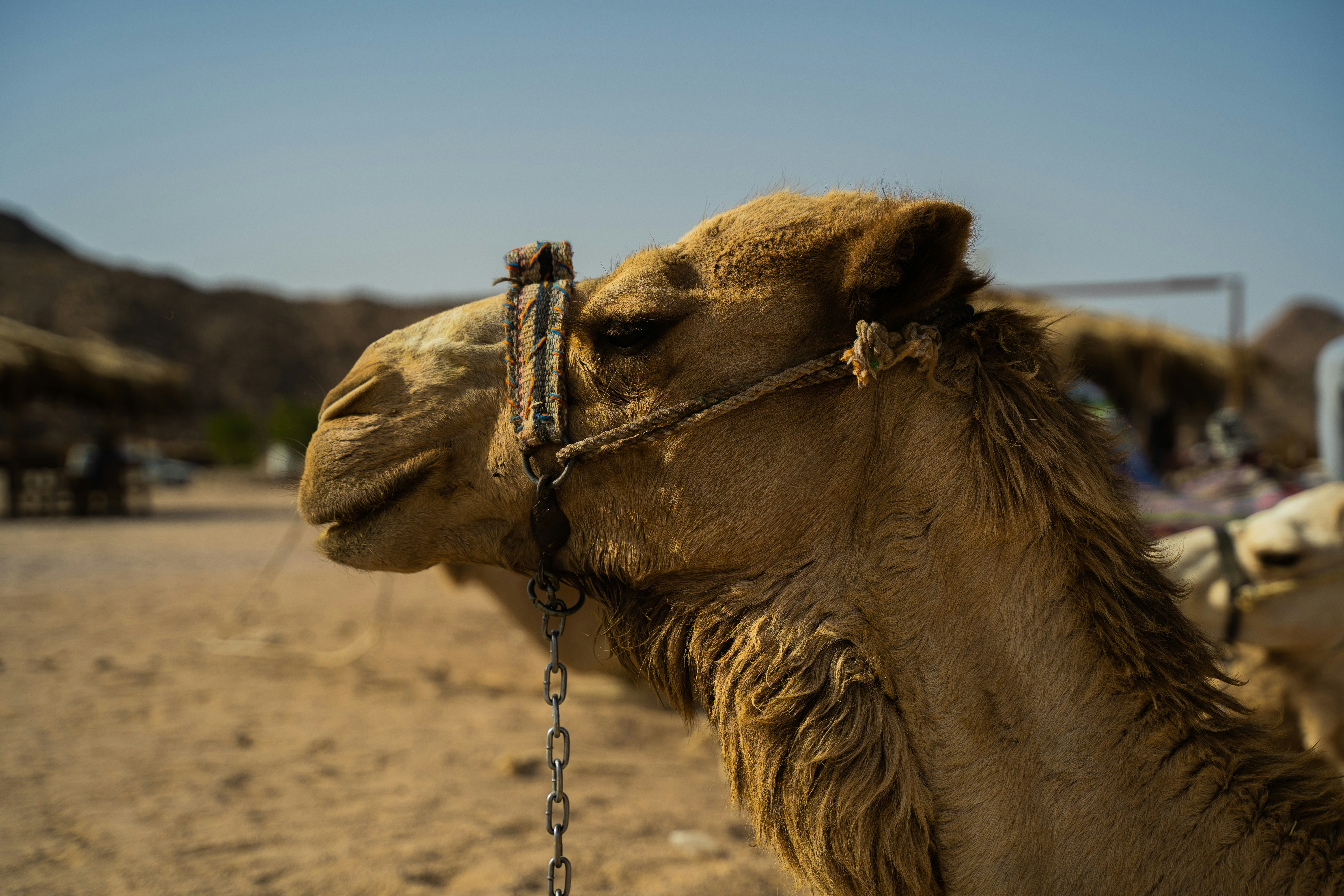 Photo by bostanflorin