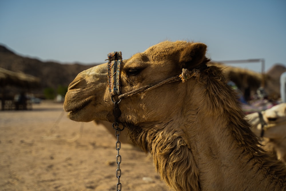 a close up of a camel with a chain around its neck