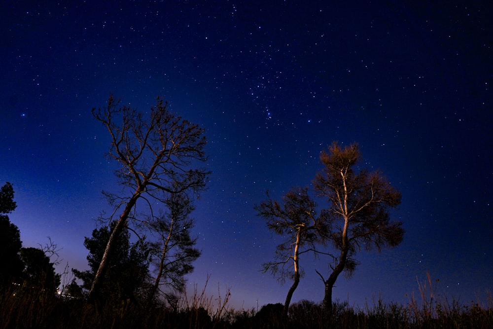 the night sky with stars and trees in the foreground