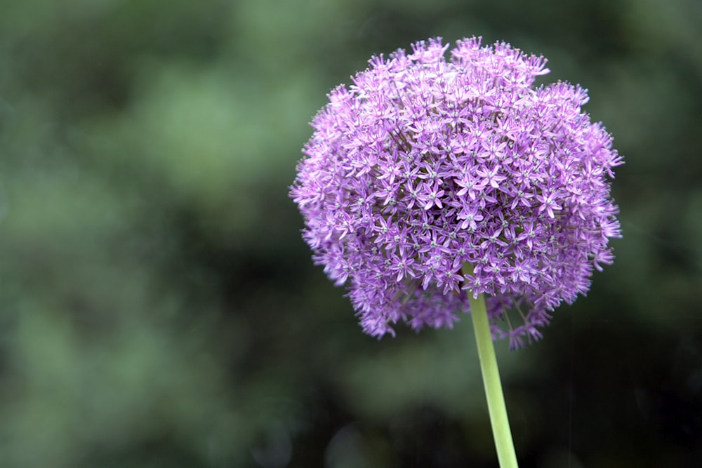 a close up of a purple flower with a blurry background