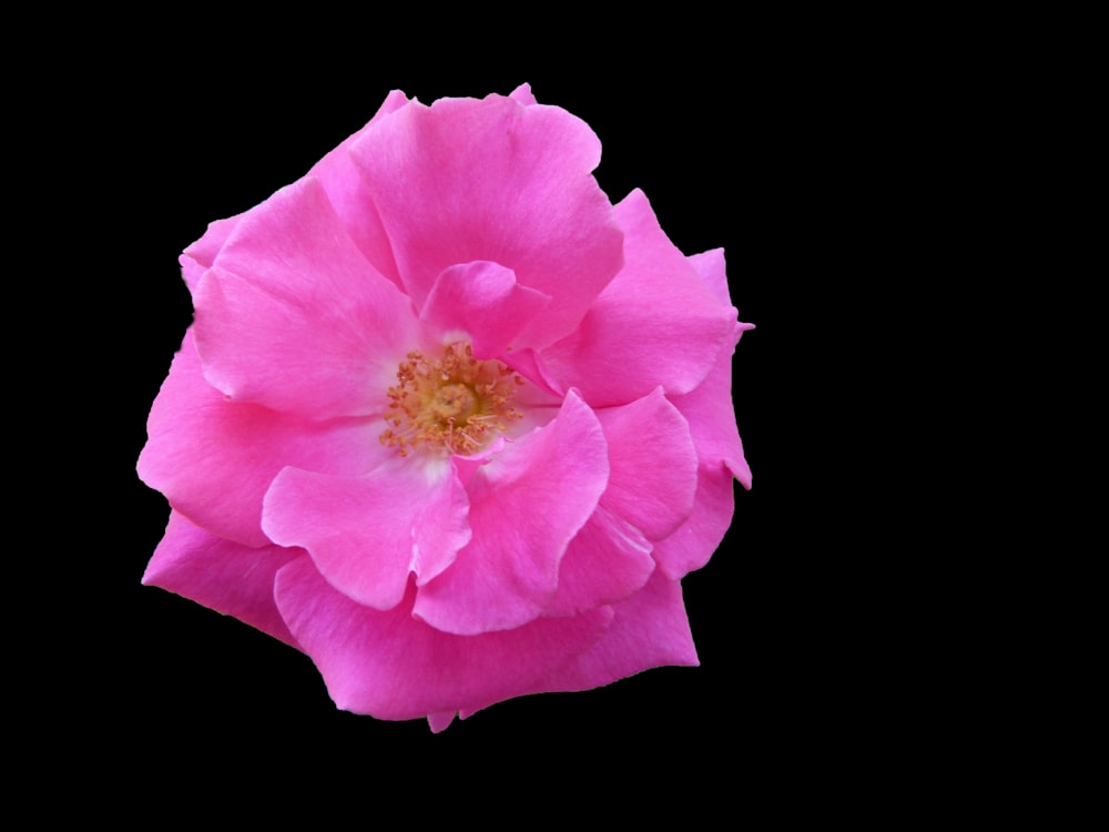 a pink flower with a black background