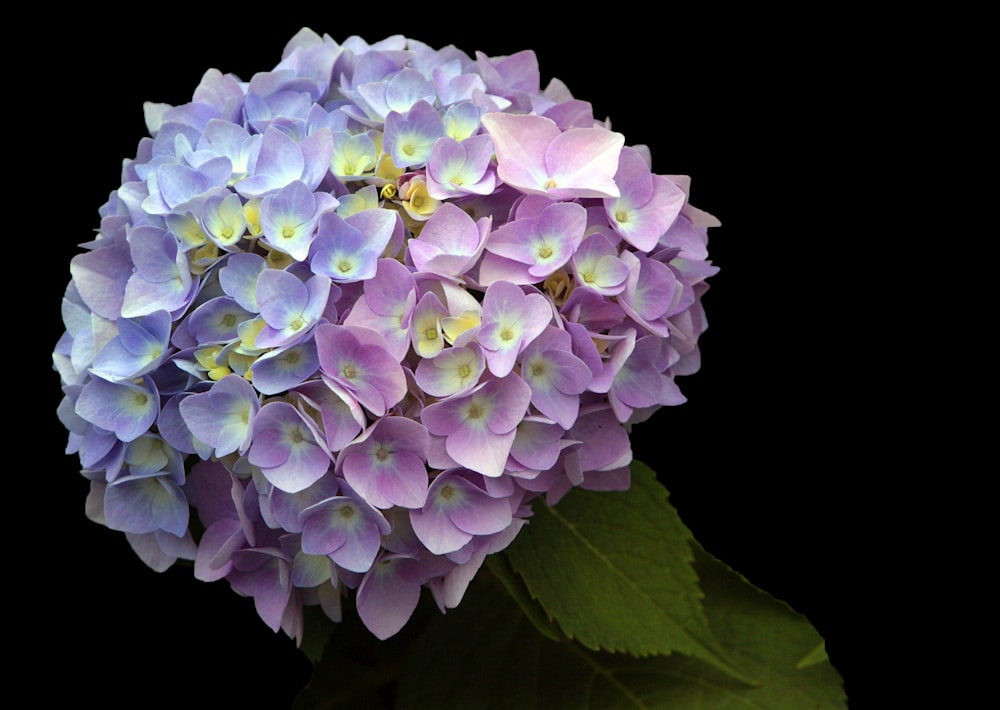 a close up of a purple flower with green leaves