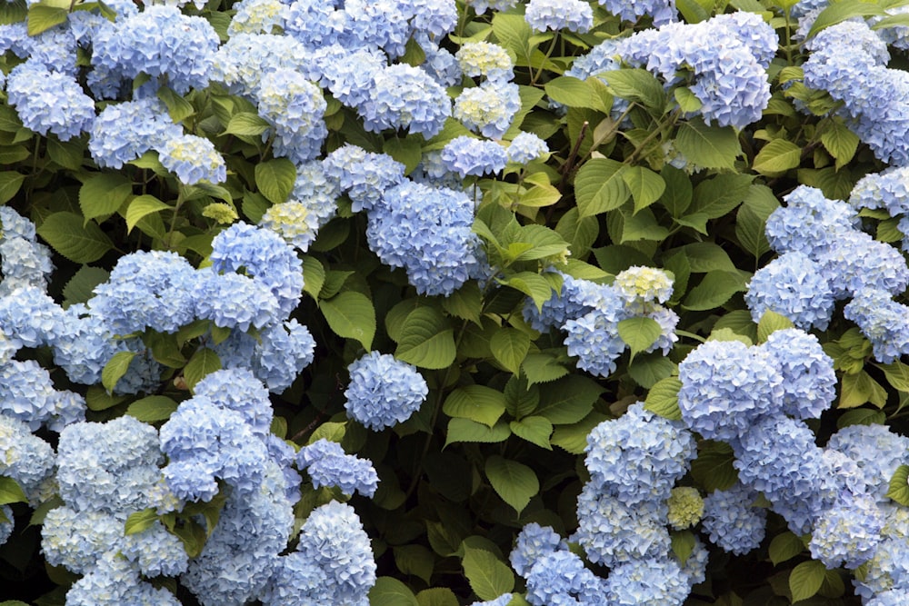 a bush of blue flowers with green leaves