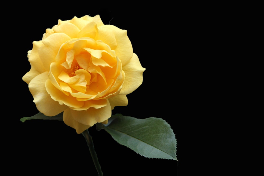 a yellow rose with green leaves on a black background