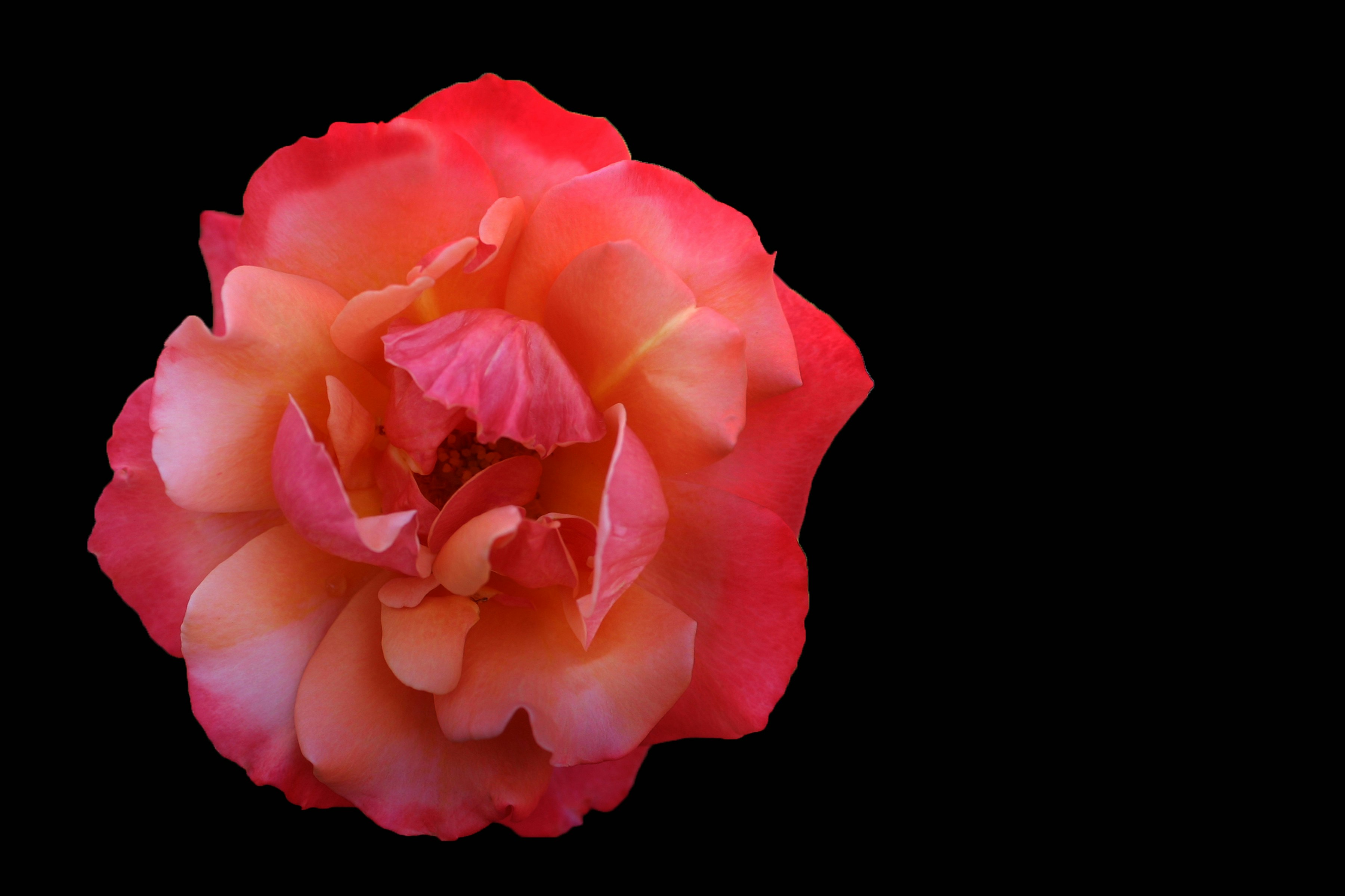 a pink flower with a black background