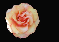 Close-up of delicate rose petals layered with deep crimson shadows, capturing feminine strength.