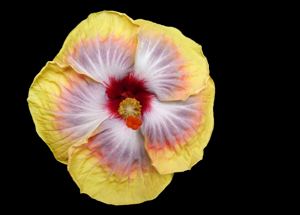 a yellow and white flower with a red center