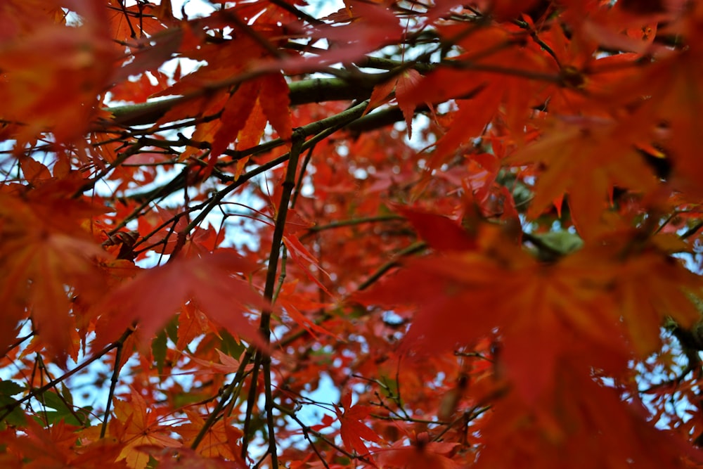 a tree with lots of red leaves on it