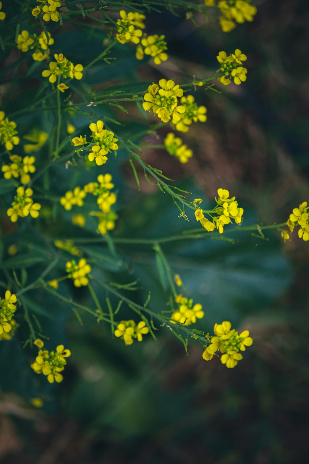 a bunch of small yellow flowers on a plant