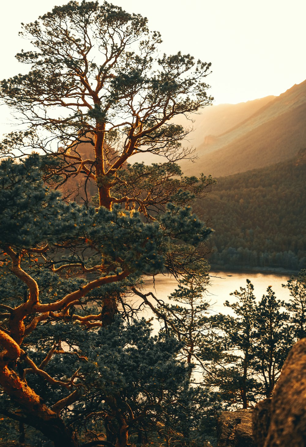 a view of a lake with a tree in the foreground