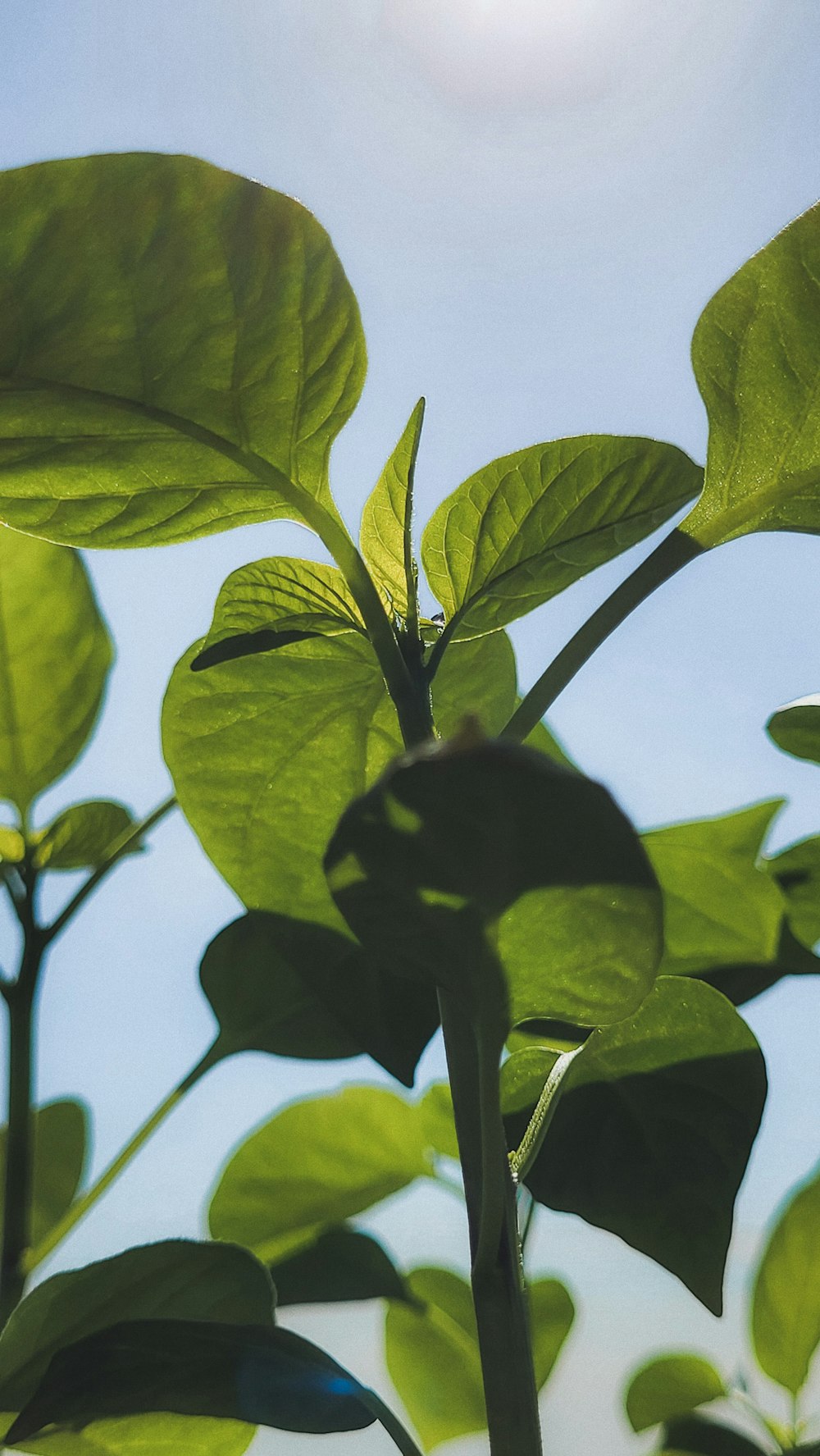 a close up of a leafy plant with the sun in the background