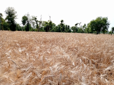 Fields of crops ready for harvest.