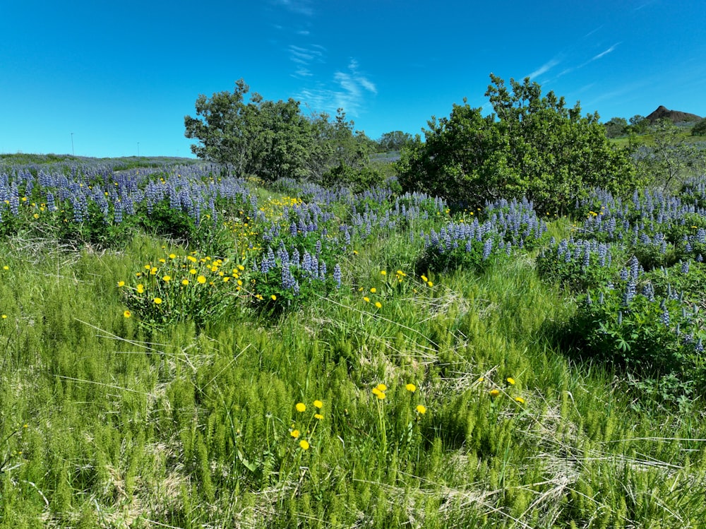 a field full of wildflowers and trees on a sunny day