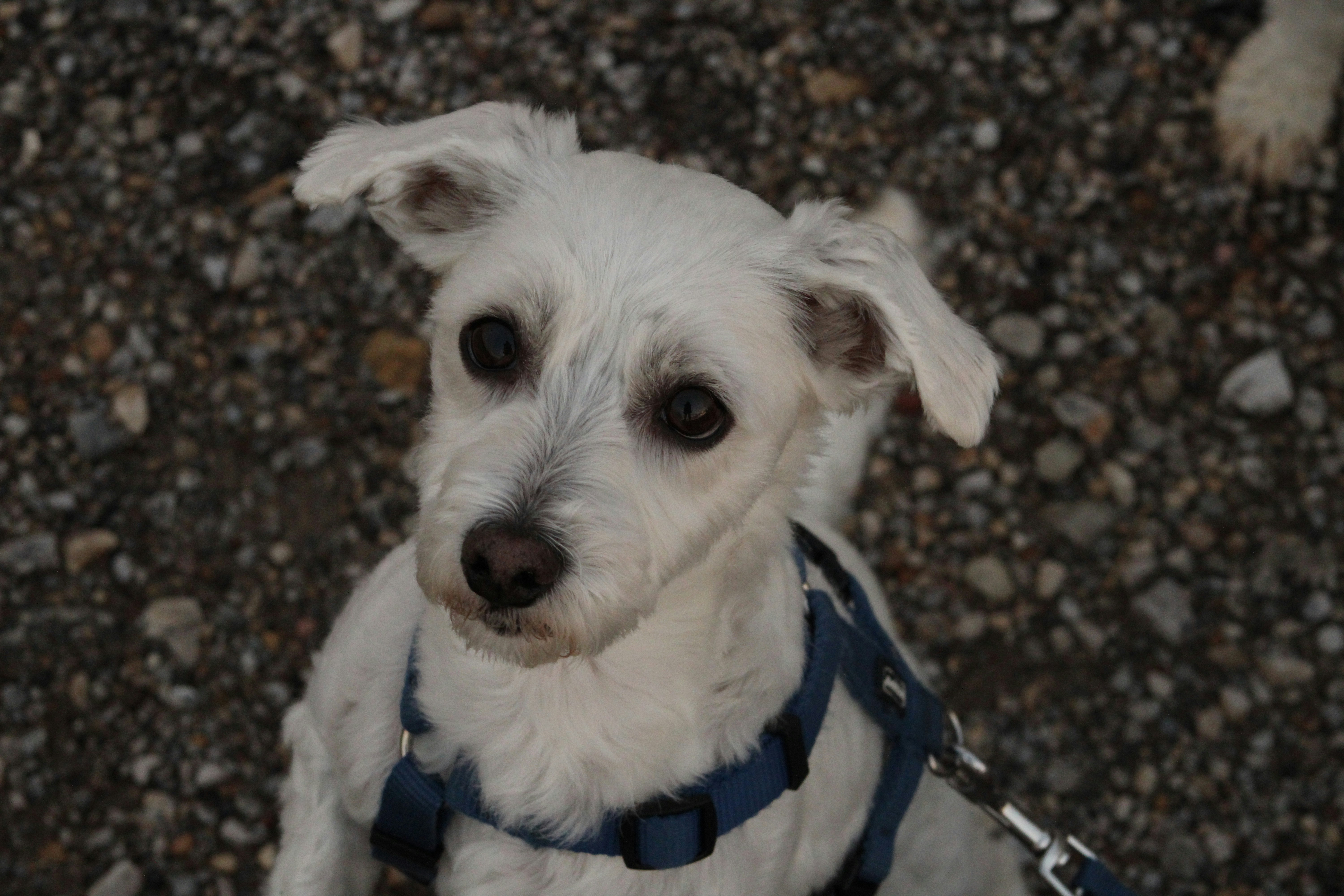a small white dog with a blue collar