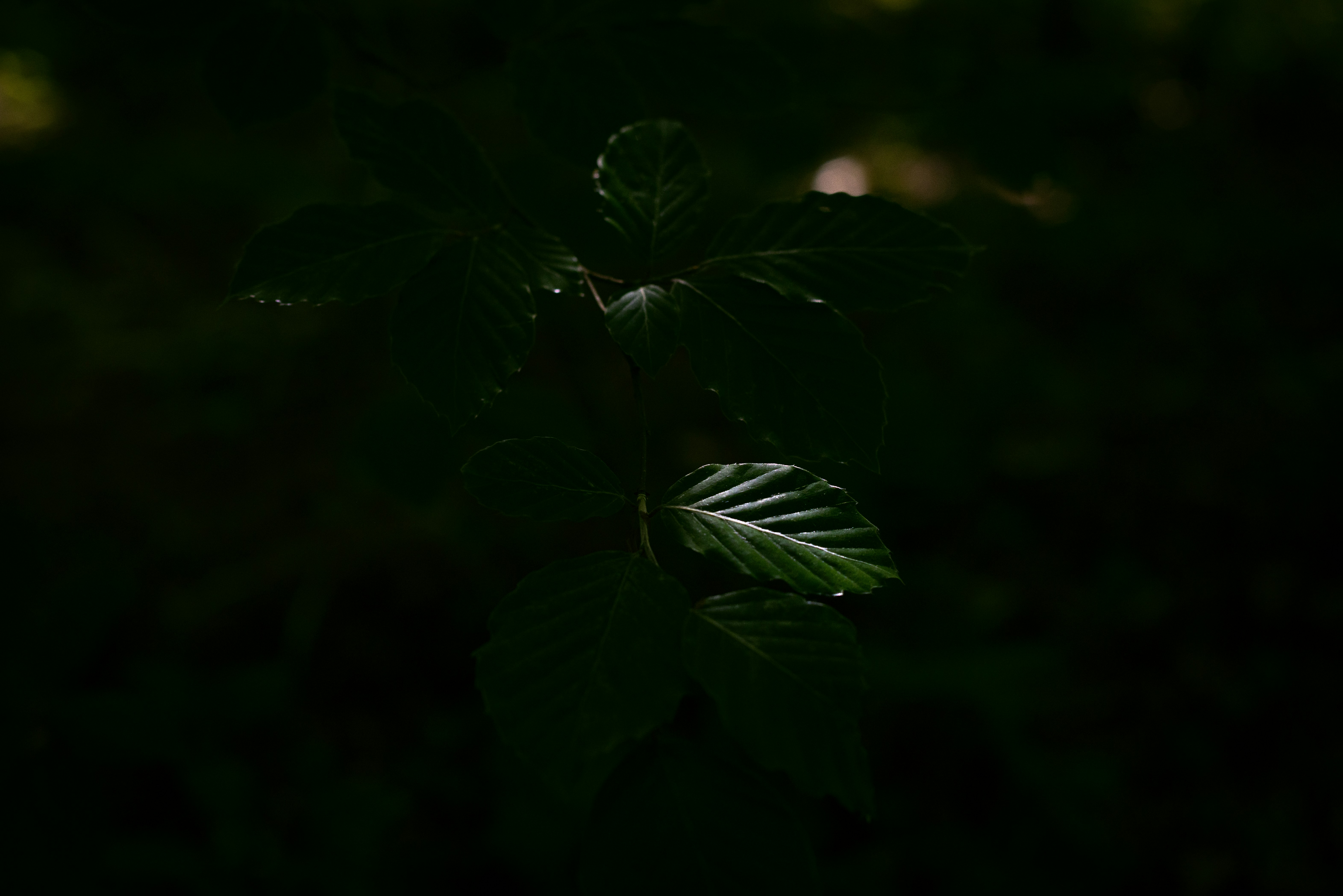 Photo by mikejerskine