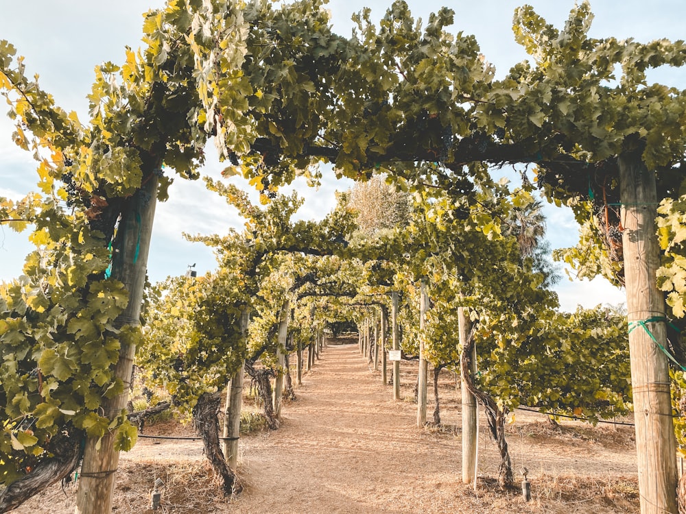 ein Feldweg, umgeben von Bäumen und Reben