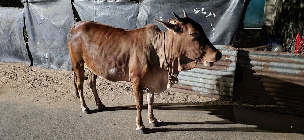 a brown cow standing on top of a dirt road