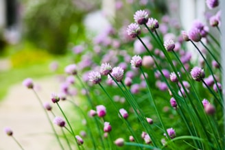 a bunch of flowers that are in the grass