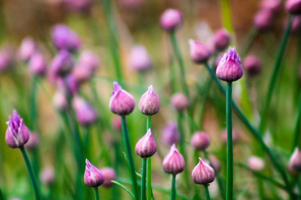 a bunch of pink flowers that are in the grass