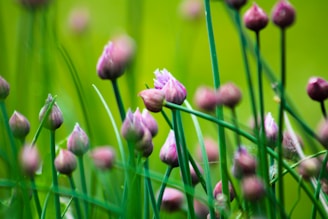 a bunch of flowers that are in the grass