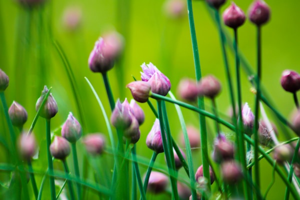 a bunch of flowers that are in the grass