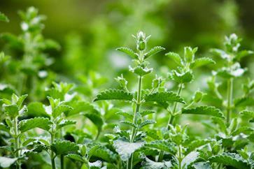a close up of a plant with green leaves