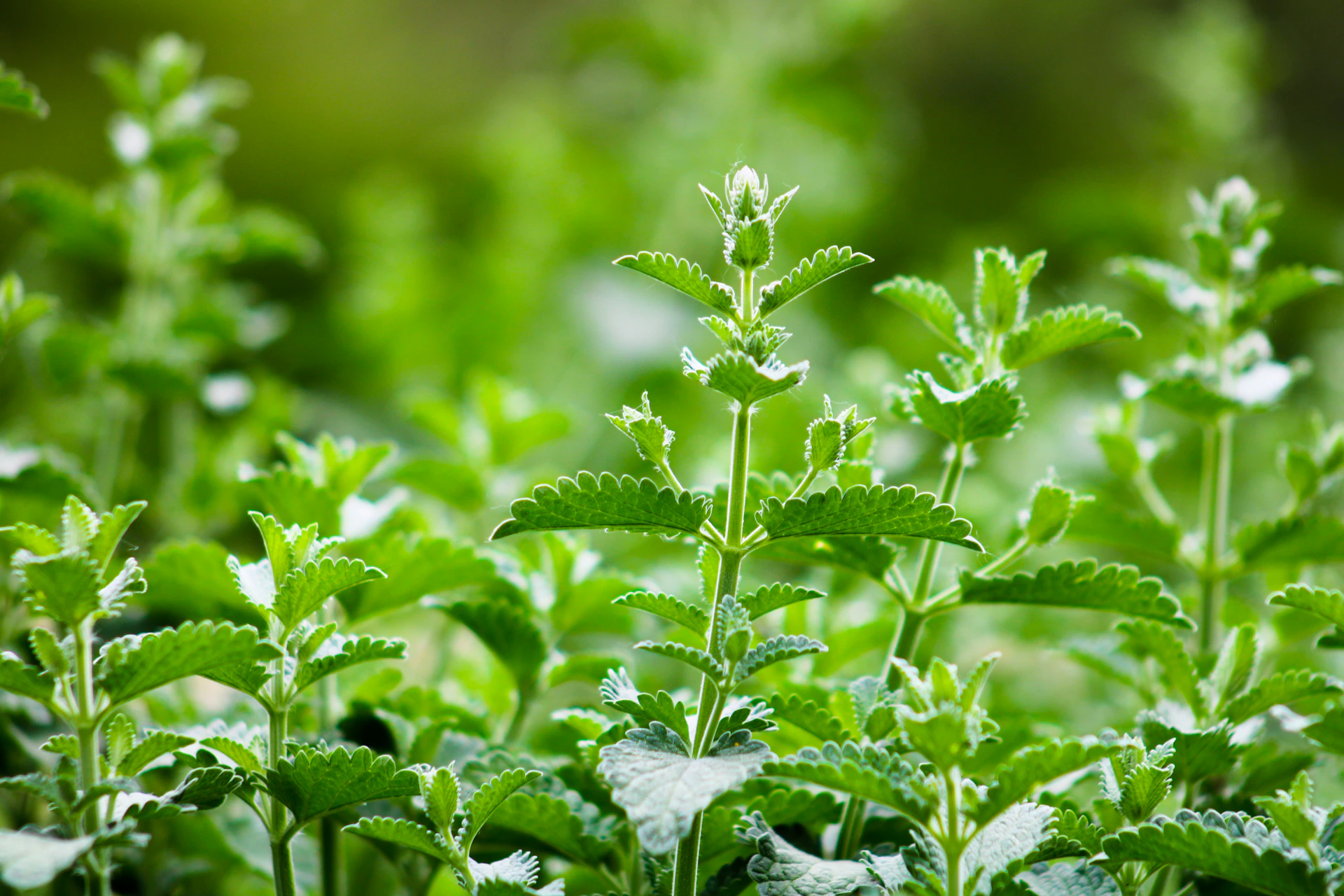 a close up of a plant with green leaves