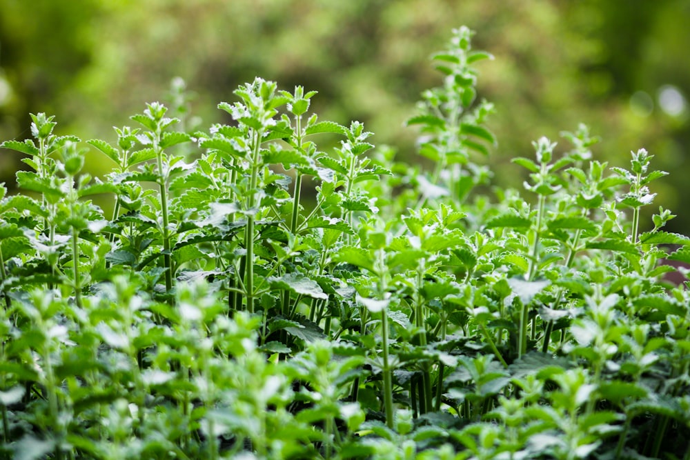 a close up of a bunch of green plants