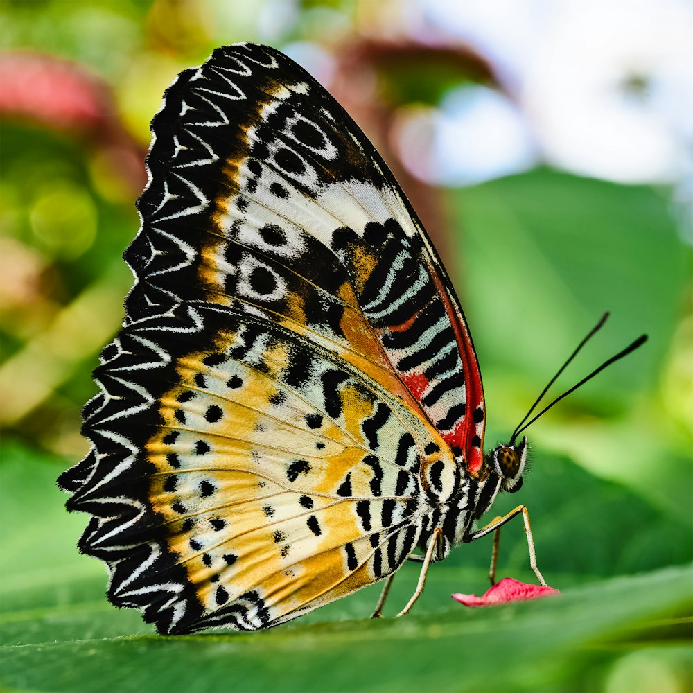 a close up of a butterfly on a leaf