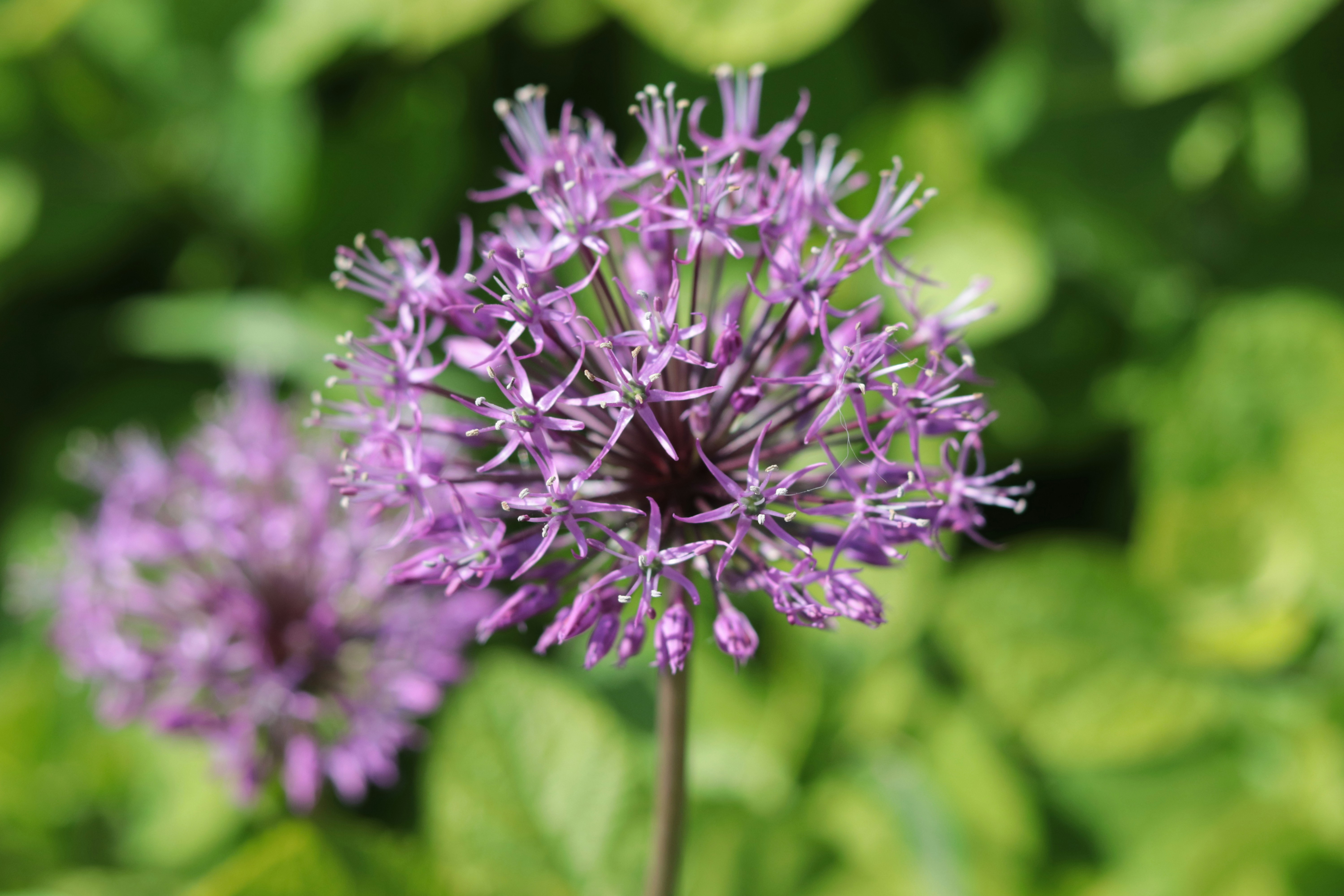 Photo by milagrosira999