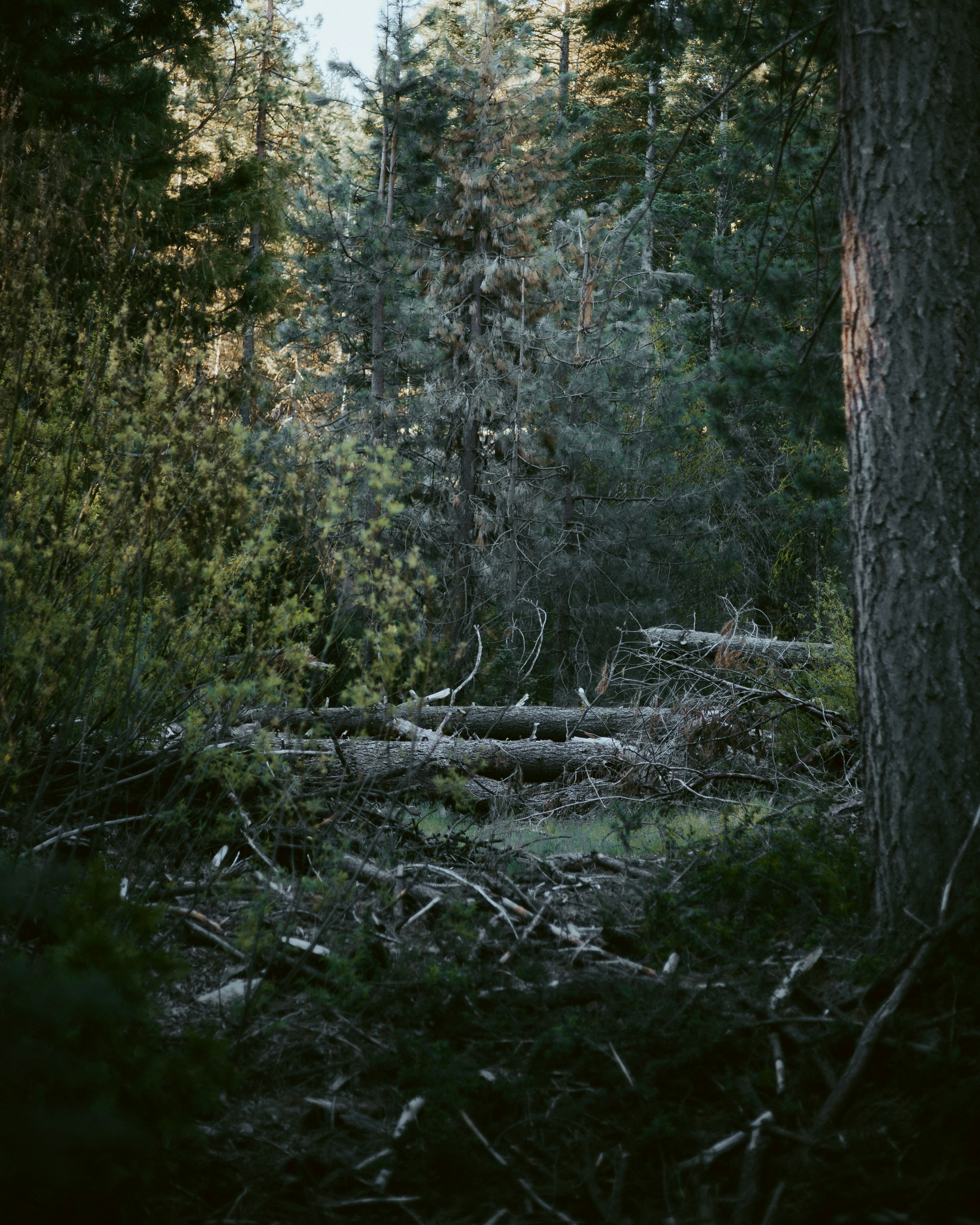 Photo by jeffersonsees