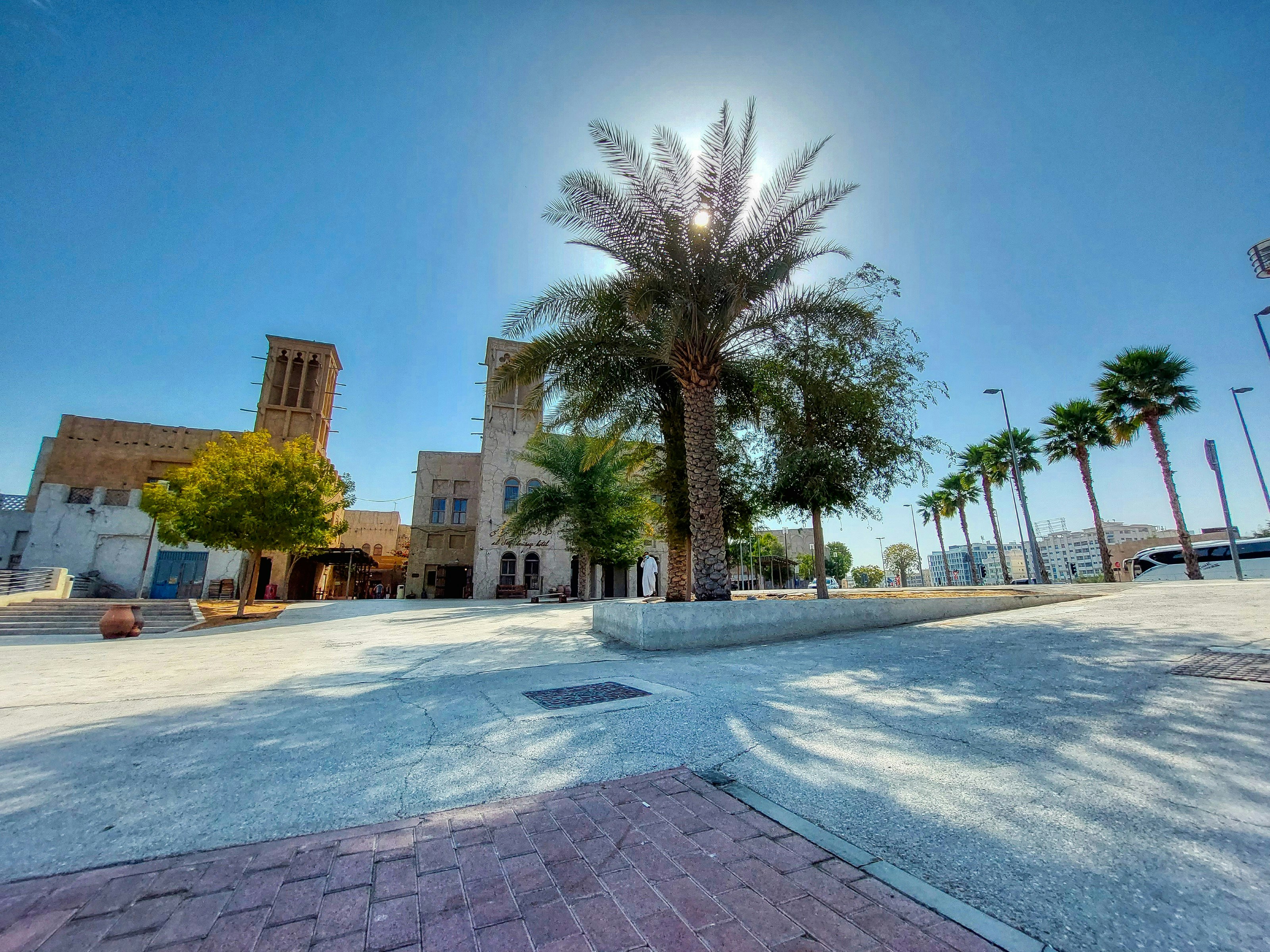 a palm tree sitting in the middle of a street