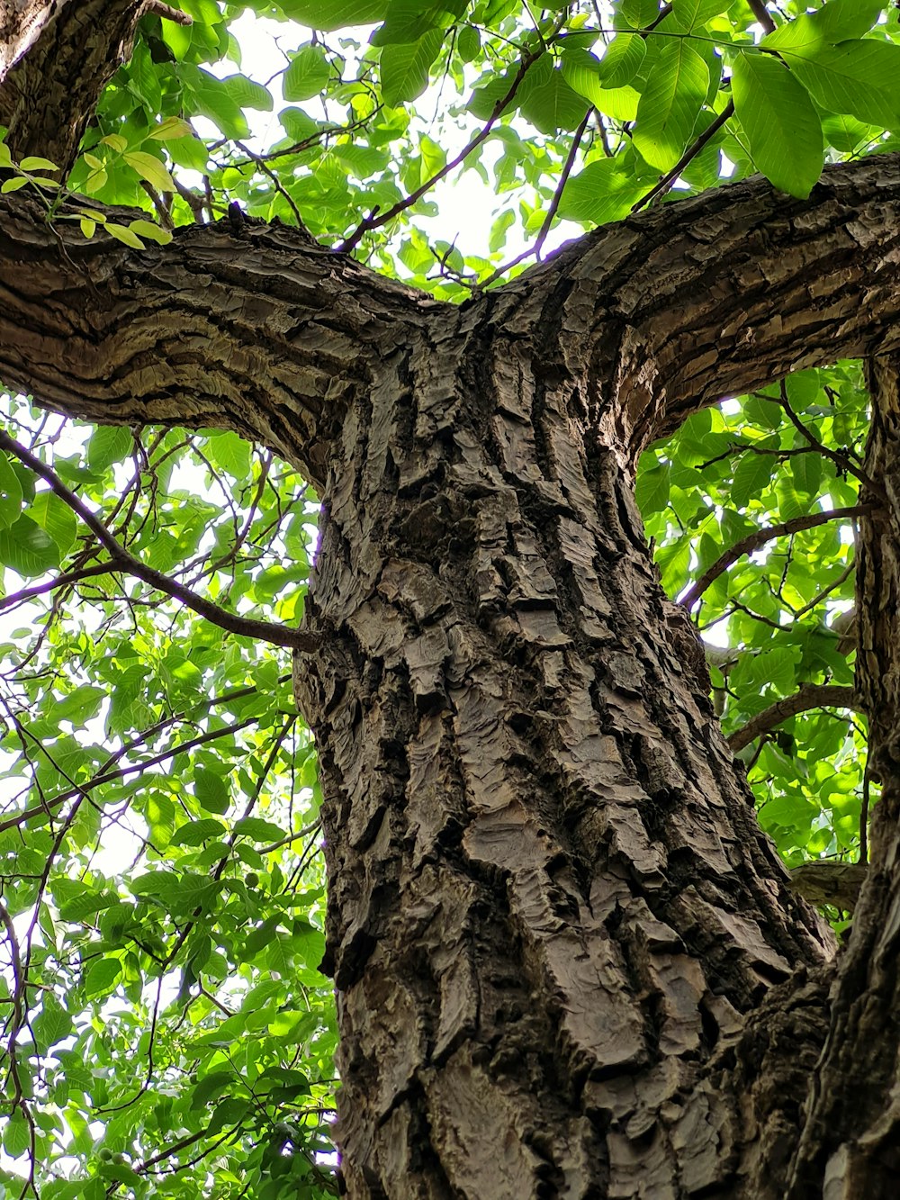 a close up of the trunk of a tree