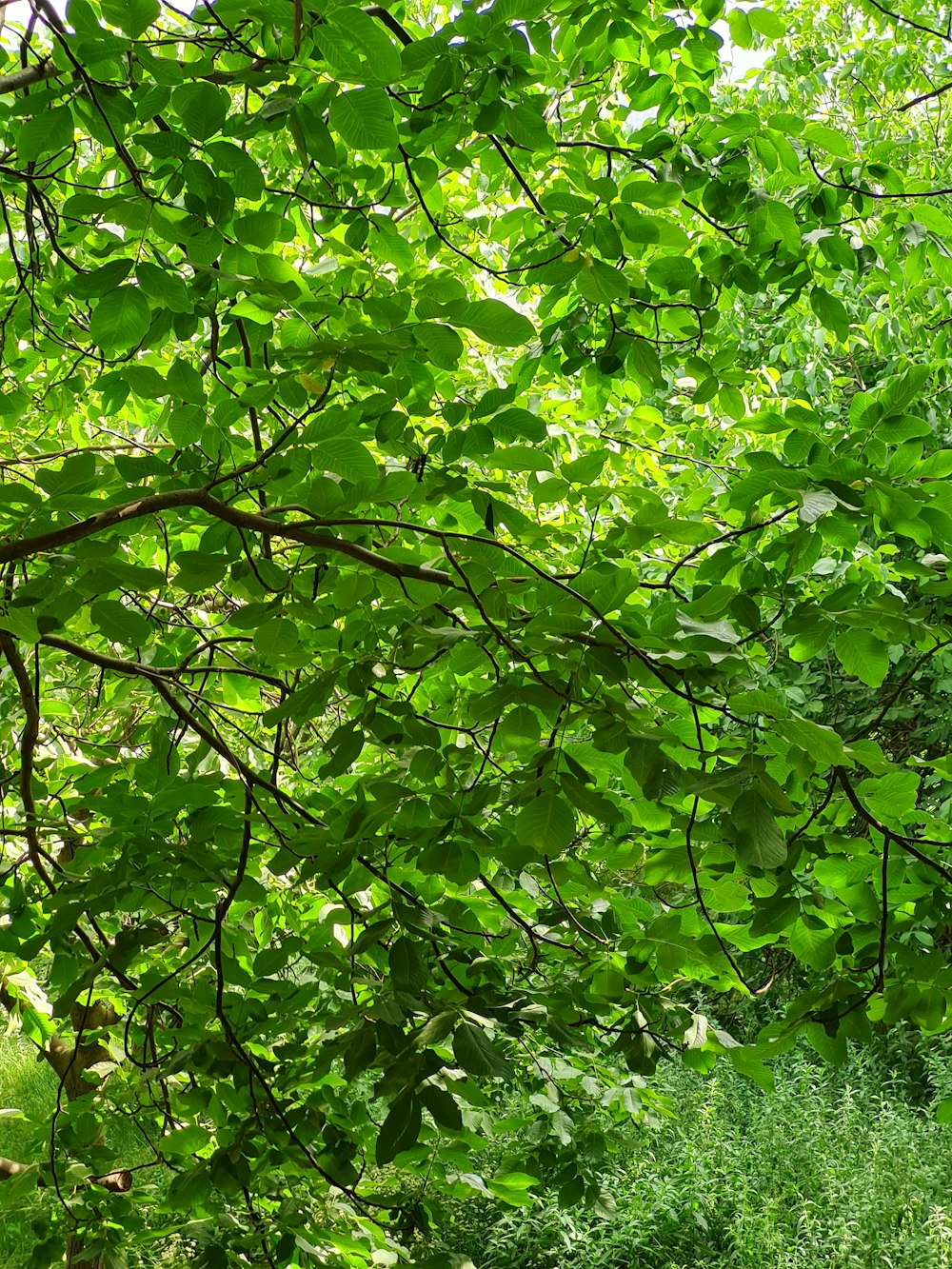 a bench sitting in the middle of a lush green forest