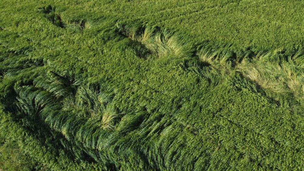 an aerial view of a field of grass