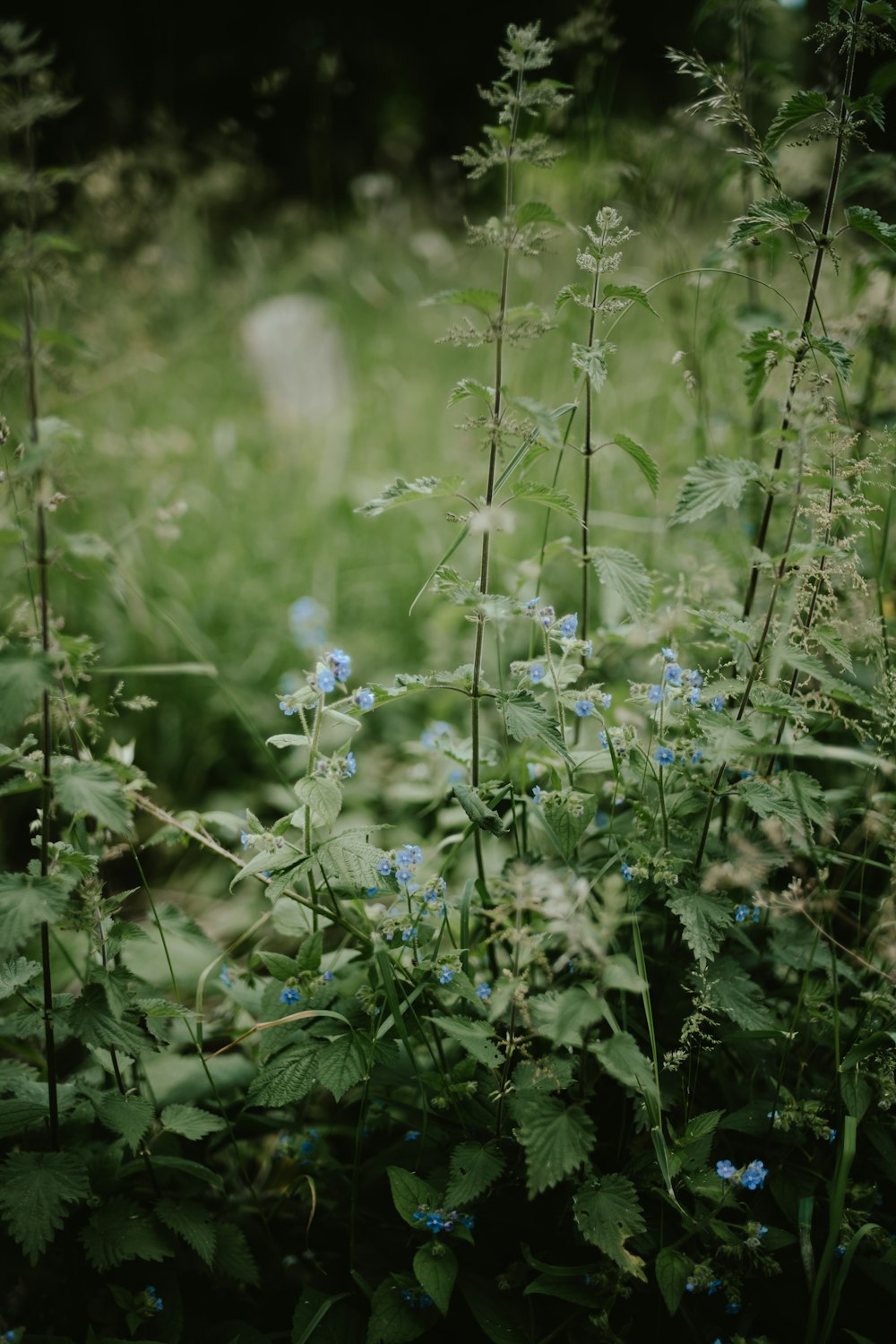 a bunch of flowers that are in the grass