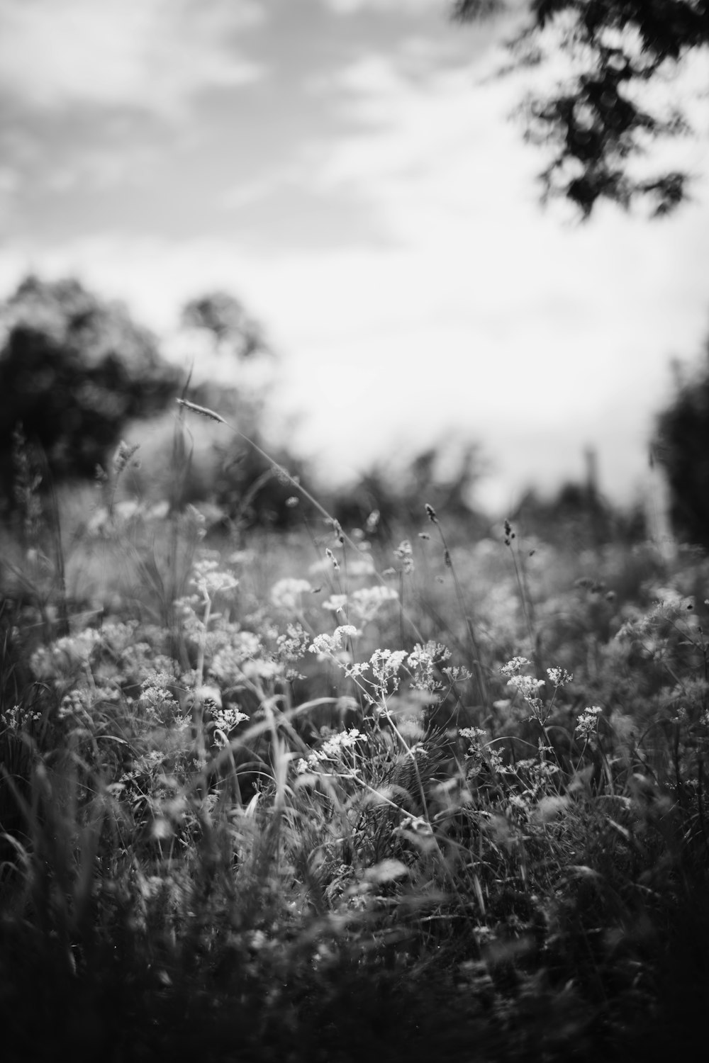 a black and white photo of a field of flowers