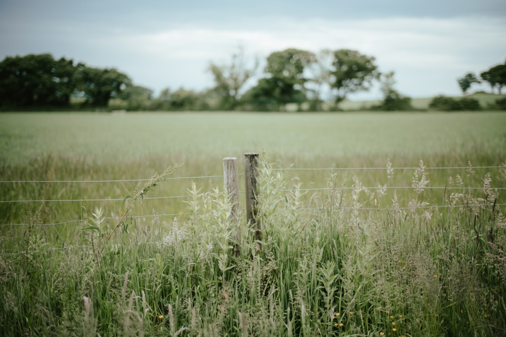 une clôture dans un champ d’herbes hautes