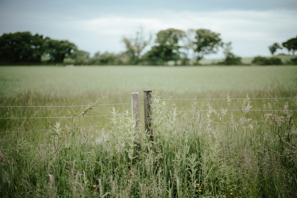 a fence in a field of tall grass