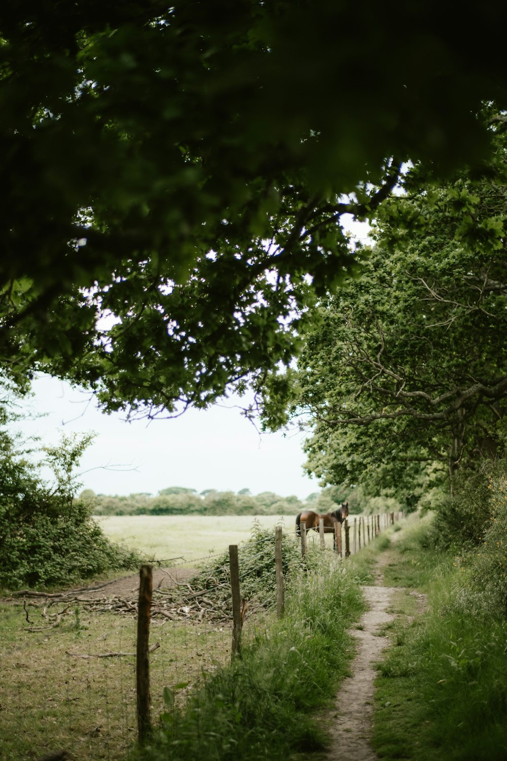 a dirt path leading to a field with horses in the distance