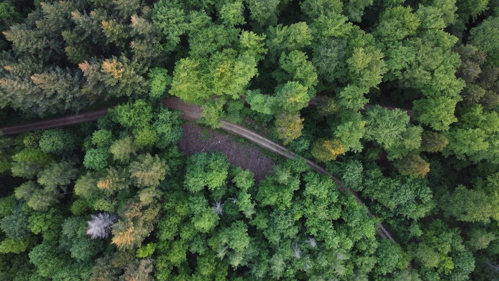 an aerial view of a forest from above