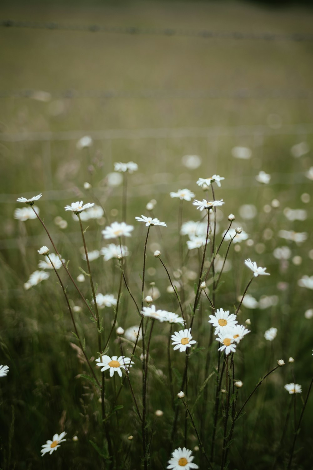 a bunch of daisies in a field of grass