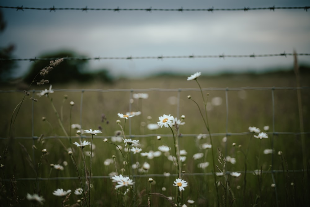 a field of daisies behind a barbed wire fence